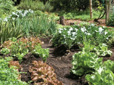 Centro de rehabilitación de adicciones Popayán Cauca