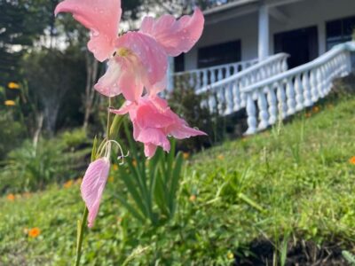 103 Centro de rehabilitación de adicciones Chachagüí Nariño