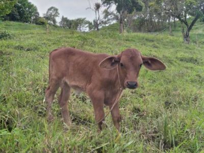 060 Centro de rehabilitación de adicciones Viotá Cundinamarca