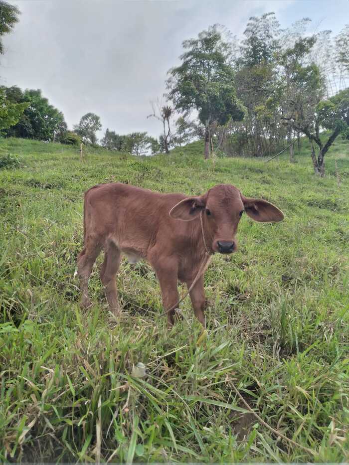 060 Centro de rehabilitación de adicciones Viotá Cundinamarca