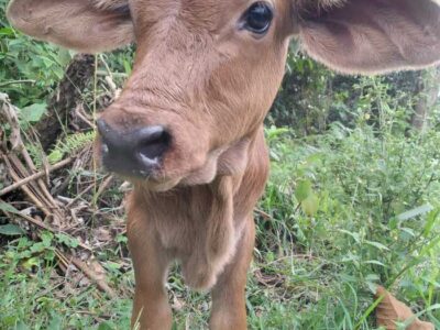 060 Centro de rehabilitación de adicciones Viotá Cundinamarca