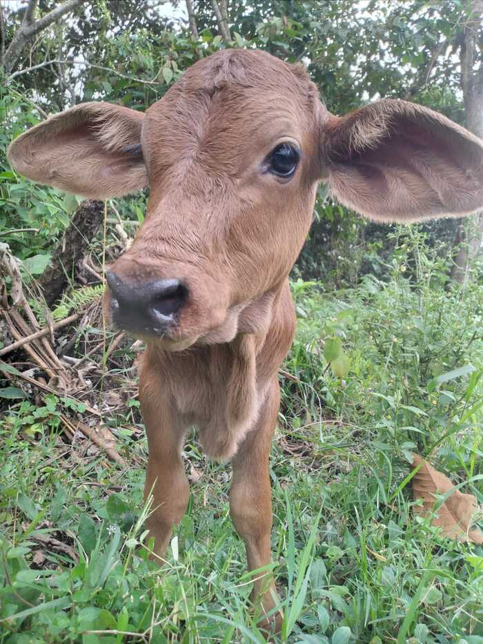 060 Centro de rehabilitación de adicciones Viotá Cundinamarca